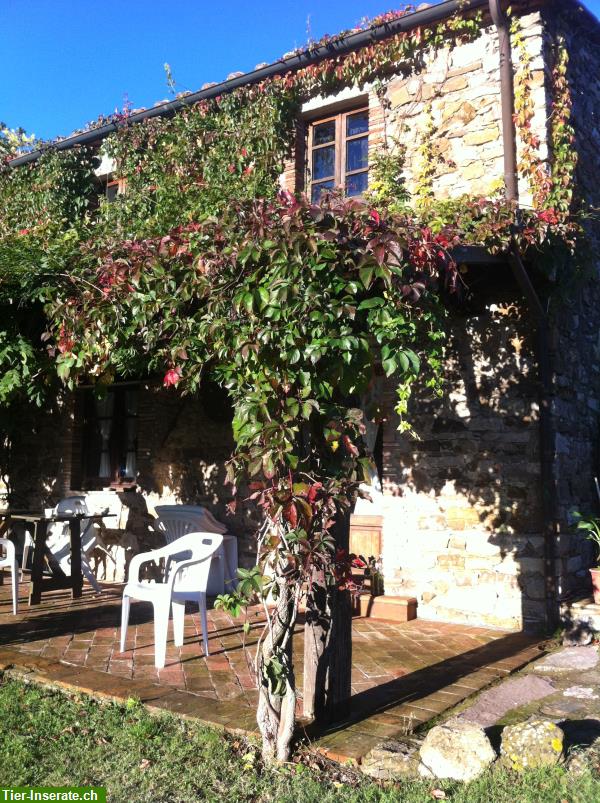 Urlaub mit Hund in der Toskana, Italien Tierinserat 282389