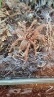 Monocentropus balfouri + Pterinopelma sazimai Spinnen