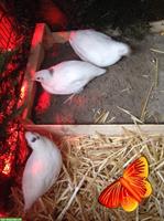 Bild 3: Legewachteln in verschiedenen Farbschl&#228;gen abzugeben