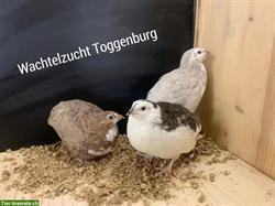Legewachteln Jungtiere + Bruteier zu verkaufen