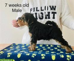 Welsh Terrier Welpen m/w zu verkaufen