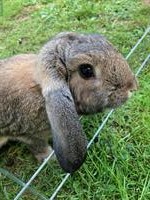 Reinrassige Kleinwidder Kaninchen zu verkaufen