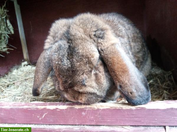 Widder Deckrammler wildfarben | Kaninchen nicht zu verkaufen!