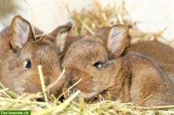 Bild 1: Verschmuste Graue Wiener Kaninchen aus Liebhaberzucht