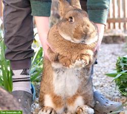 Bild 3: Verschmuste Graue Wiener Kaninchen aus Liebhaberzucht