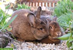 Bild 4: Verschmuste Graue Wiener Kaninchen aus Liebhaberzucht