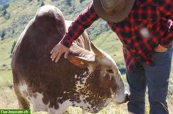 2-jähriger Zebu Bulle zu verkaufen