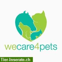 Katzenbetreuung in der Region Basel - liebevoll, zuverlässig, professionell
