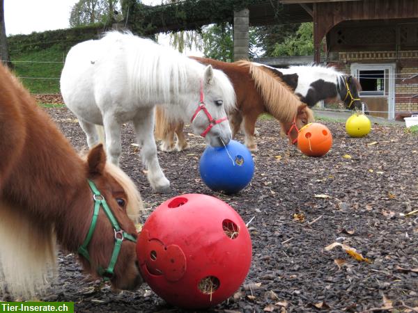Raufutterball für Pferde, Ponys, Esel, Schweine usw.
