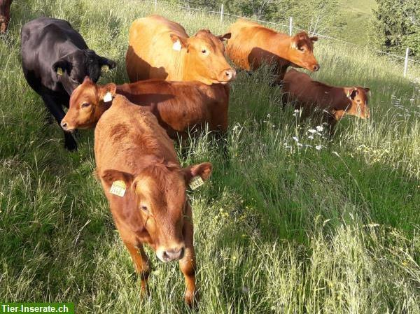 Bild 7: Dexter Kühe, Rinder und Stiere; Zuchttiere mit guter Abstammung