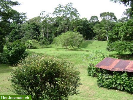 Bild 2: Costa Rica, Urwald Farm mit 202 ha an der Karibik zu verkaufen