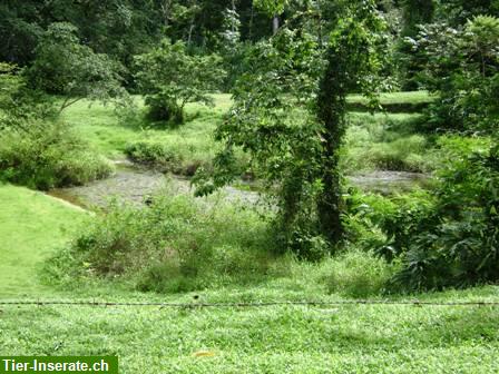 Bild 3: Costa Rica, Urwald Farm mit 202 ha an der Karibik zu verkaufen