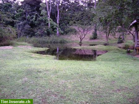 Bild 4: Costa Rica, Urwald Farm mit 202 ha an der Karibik zu verkaufen
