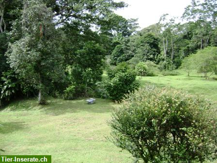 Bild 5: Costa Rica, Urwald Farm mit 202 ha an der Karibik zu verkaufen