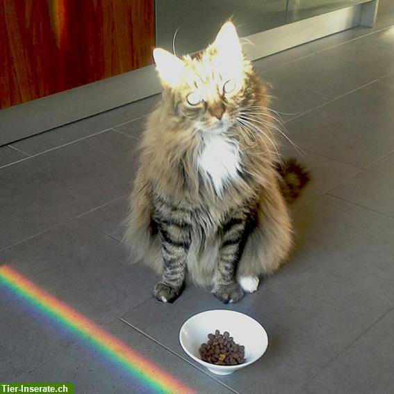 Bild 2: Geht es Deiner Katze (nicht) gut? Kinesiologie hilft Katzen & Halter