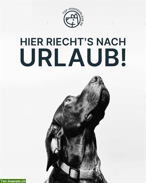 Bild 2: Top-Hundeurlaub.de - die schönsten Urlaubsangebote für Mensch und Hund!