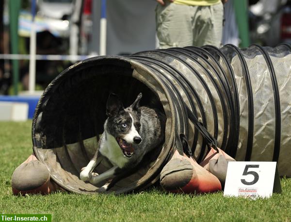 Bild 2: AGILITY! Der dynamische Sport für Ihren Hund!