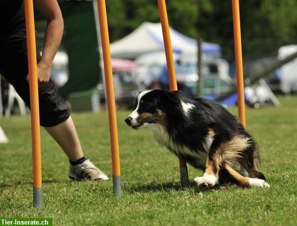 Bild 3: AGILITY! Der dynamische Sport für Ihren Hund!