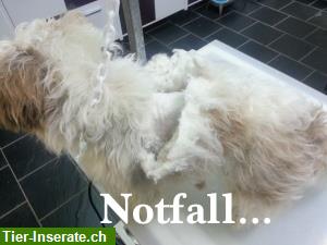 Bild 7: Schweiz. VHT dipl. Hundecoiffeuse in Suberg / Kosthofen BE