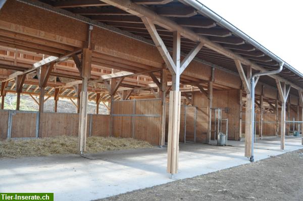 Bild 2: Einzelboxen & Gruppenplätze auf der Stone Ranch Wegenstetten AG