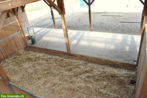 Bild 3: Einzelboxen & Gruppenplätze auf der Stone Ranch Wegenstetten AG