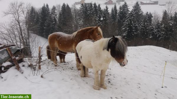 Bild 10: Altersweide, Pensionsstall für Pferde in Brunnadern SG