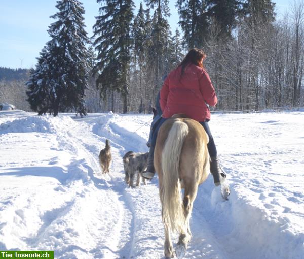 Bild 10: Ferien mit dem eigenen Pferd im Jura, 300km Reitwege, in den Freibergen