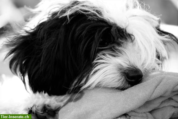 Bild 4: Biete günstiges Fotoshooting für Hunde