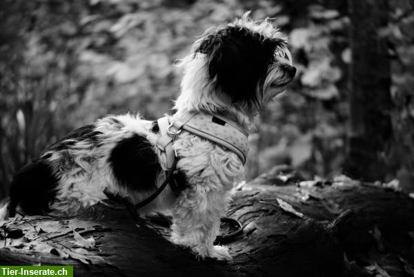 Bild 5: Biete günstiges Fotoshooting für Hunde