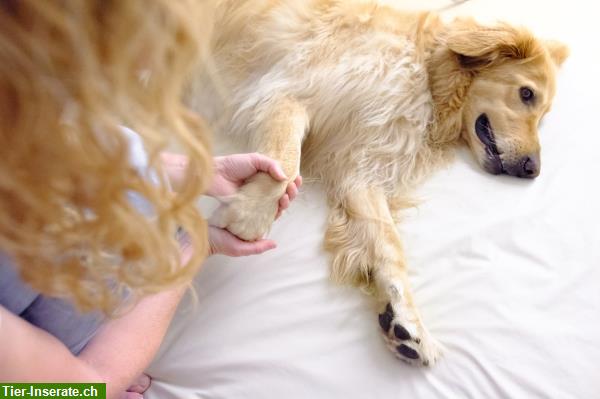 Bild 2: Praxis für Körpertherapie - Gesundheit & Wohlbefinden Ihres Hundes