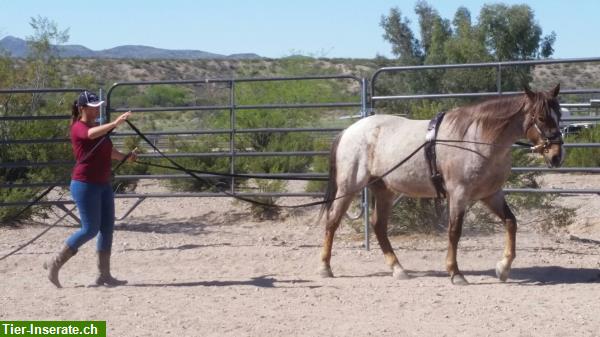 Bild 2: Mustang Training in Arizona - Wildpferde Amerikas kennenlernen