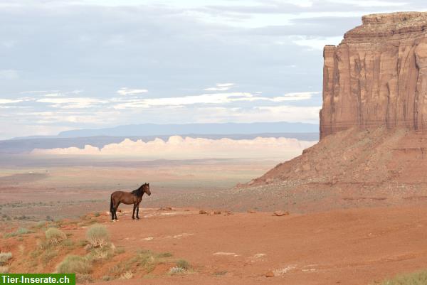 Bild 3: Mustang Training in Arizona - Wildpferde Amerikas kennenlernen