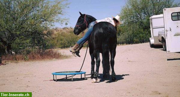 Bild 4: Mustang Training in Arizona - Wildpferde Amerikas kennenlernen
