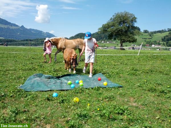 Bild 5: Bodenarbeits- und Horsemanship Unterricht