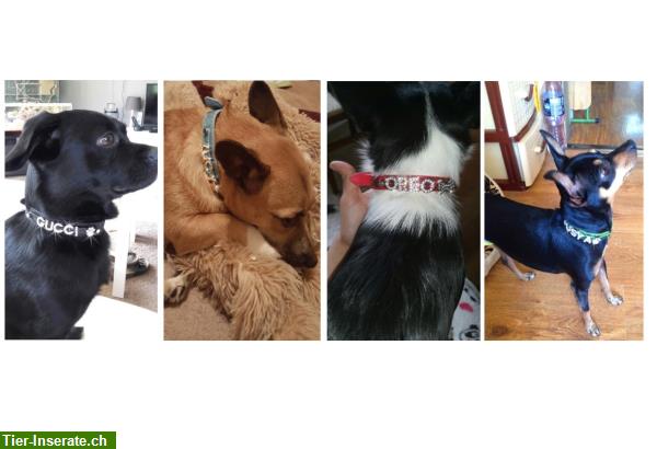 Bild 5: Hundehalsband mit Name Schriftzug Ihres Hundes