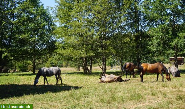Bild 9: Pferdepension für Rentnerpferde, Fohlenaufzucht in Frankreich