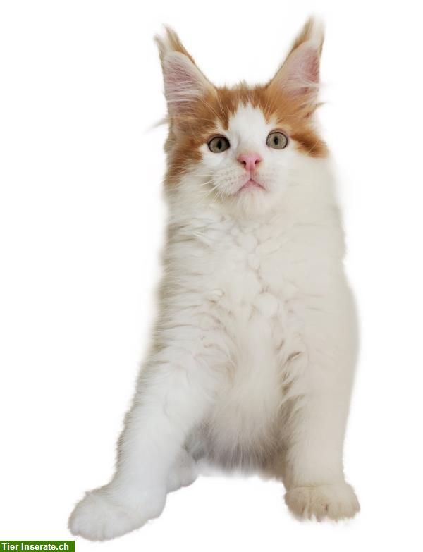 Bild 7: Maine Coon Kitten aus Bayern, Deutschland