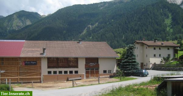 Bild 3: Ferien auf dem Pferdehof in Sta Maria im Naturpark Val Müstair