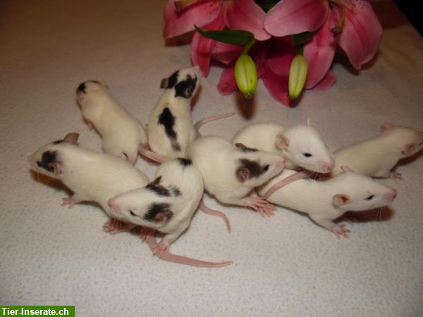 Handzahme Ratten Babys aus Familienrattenzucht