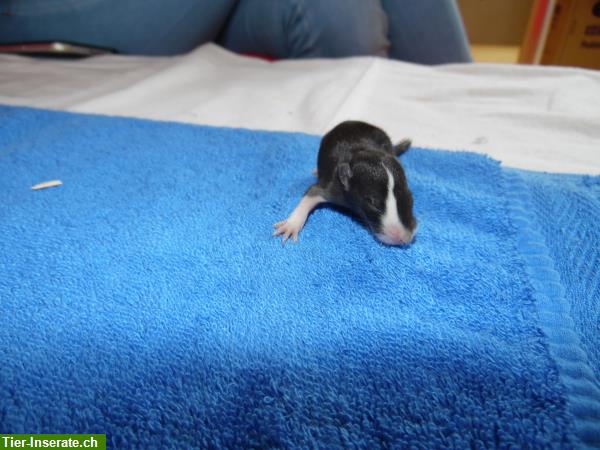 Bild 4: Handzahme Ratten Babys aus Familienrattenzucht
