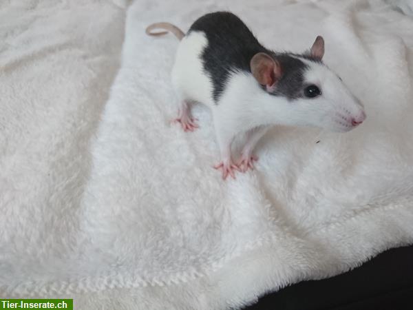 Bild 7: Handzahme Ratten Babys aus Familienrattenzucht