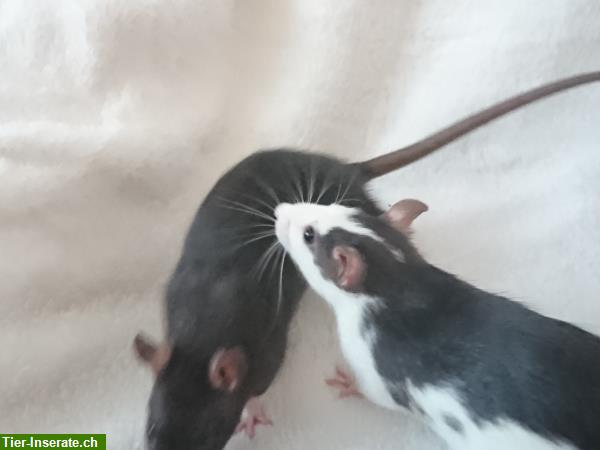 Bild 8: Handzahme Ratten Babys aus Familienrattenzucht