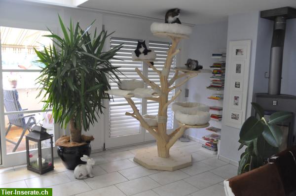 Bild 7: Indoor Naturkratzbaum individuell anpassen auf Kundenwunsch
