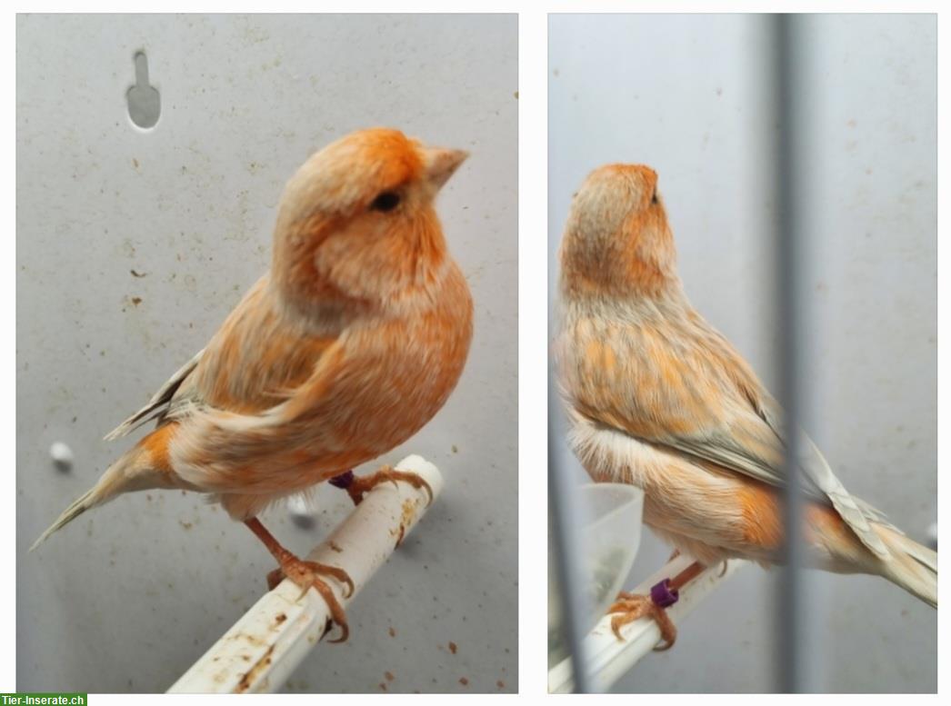 Bild 4: Verschiedene Kanarienvögel abzugeben