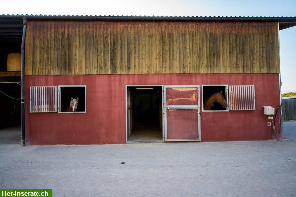 Bild 2: Pferdeboxen in sportliche Infrastruktur im Dompierre FR