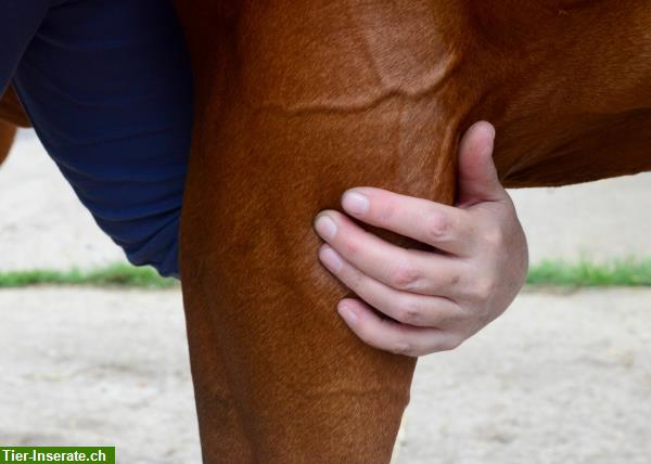Bild 5: Therapie für lahme Pferde ohne klare Diagnose