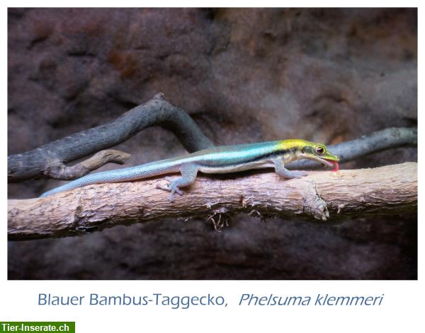 Bild 2: Blauer Bambus-Taggecko, Phelsuma klemmeri aus eigener Zucht