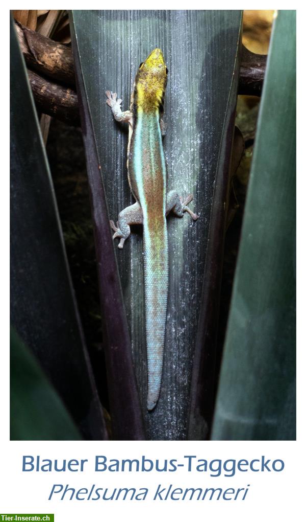 Bild 3: Blauer Bambus-Taggecko, Phelsuma klemmeri aus eigener Zucht
