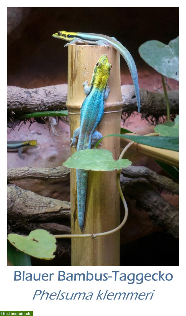 Bild 4: Blauer Bambus-Taggecko, Phelsuma klemmeri aus eigener Zucht