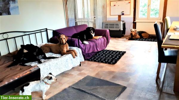 Bild 2: Professionelle Betreuung für Tageshunde oder Ferienhunde